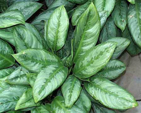 ��������� ���������